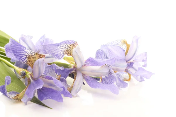 Paarse iris bloemen over Wit — Stockfoto