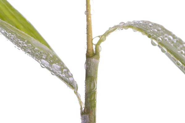 Świeży bambus liście na białym tle nad białym — Zdjęcie stockowe