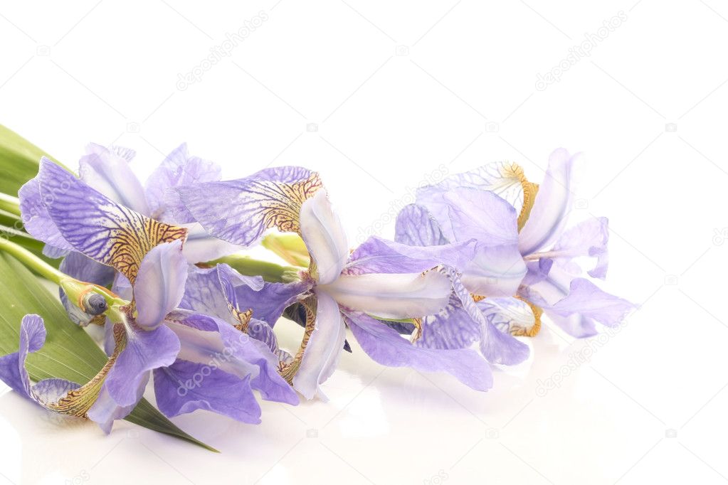 Purple iris flowers over white