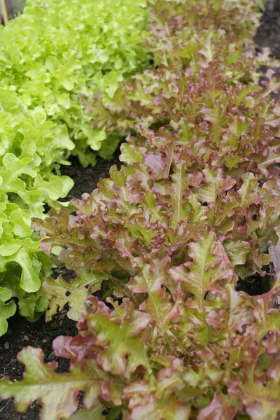 Letucce groeien in groen huis — Stockfoto