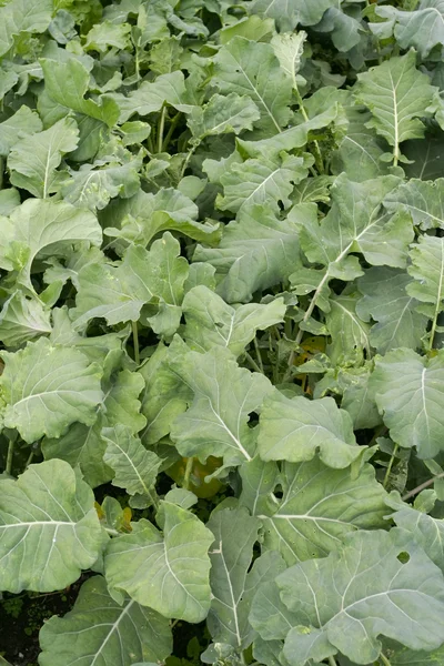 Açık havada büyüyen sebzeler — Stok fotoğraf