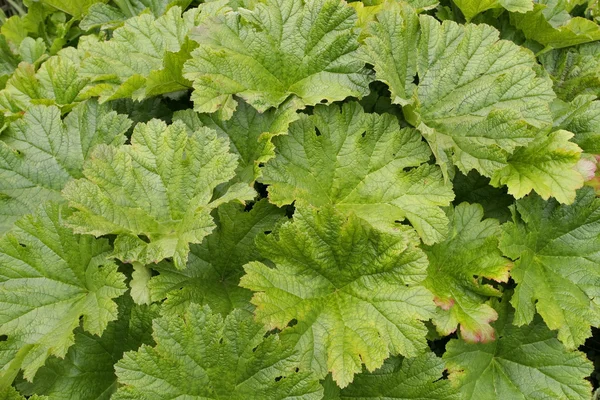 Große grüne Blätter Muster — Stockfoto