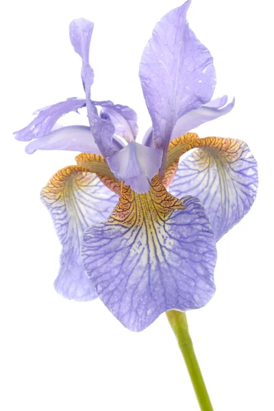 Lila Irisblüten über weiß — Stockfoto