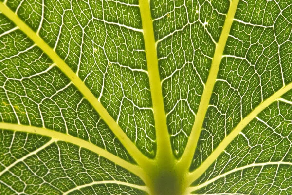 Fresh green leaf with veins — Stock Photo, Image