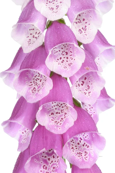 Flor flor closeup — Fotografia de Stock