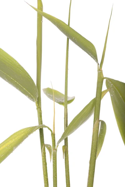 Bambus macierzystych nad białym — Zdjęcie stockowe