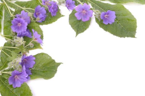 Lila violer blommor över vita — Stockfoto