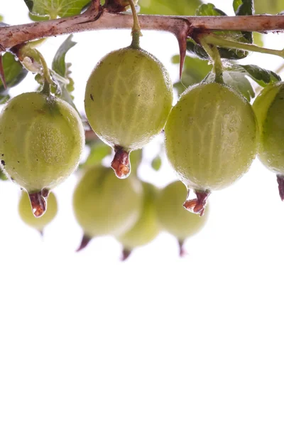 Gooseberries over white — Stock Photo, Image