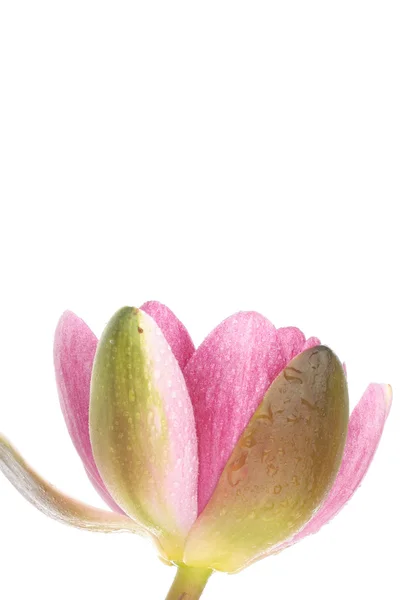 Waterlily closeup — Stock Photo, Image