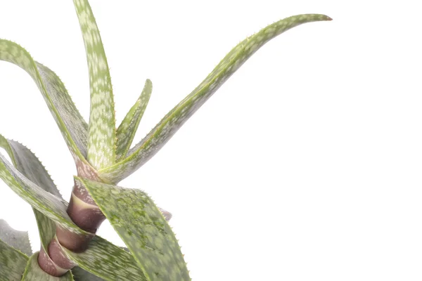 Aloe Vera Pflanze über Weiß — Stockfoto