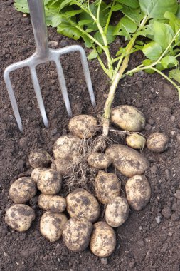 Freshly dug potatoes clipart