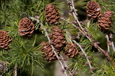 ağaç pinecones ile