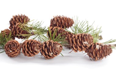 beyaz üzerine pinecones