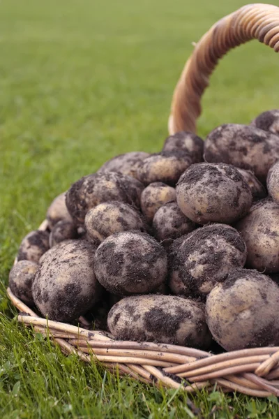 新鲜挖土豆 — 图库照片