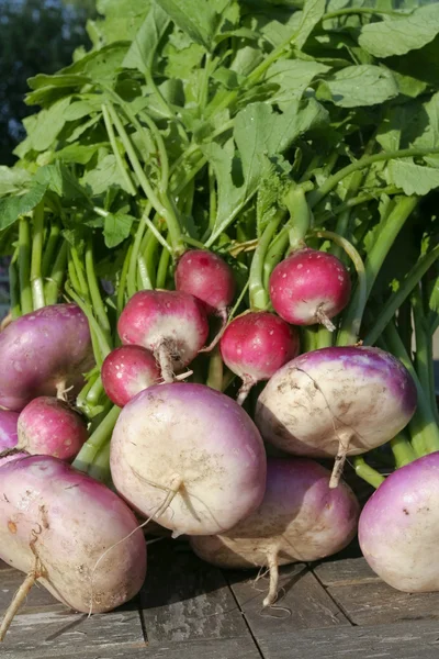 Gemüse in Großaufnahme auf dem Gartentisch — Stockfoto