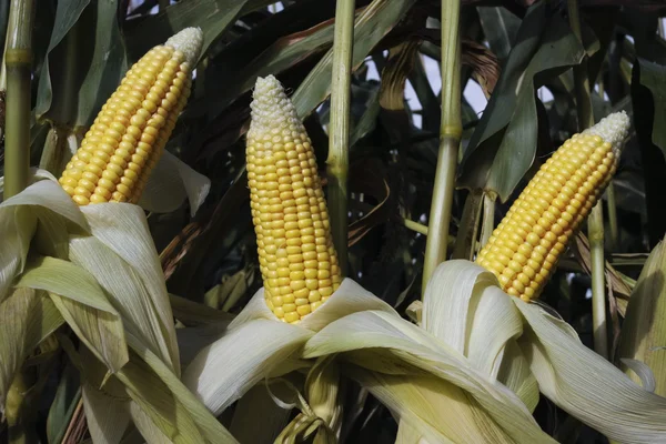 Cultivo de maíz maduro — Foto de Stock