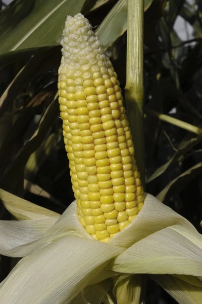 Ripe corn crop — Stock Photo, Image