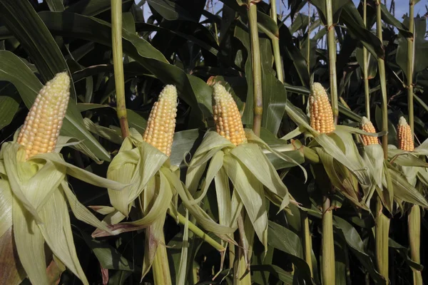 Стиглі кукурудза зерно — стокове фото