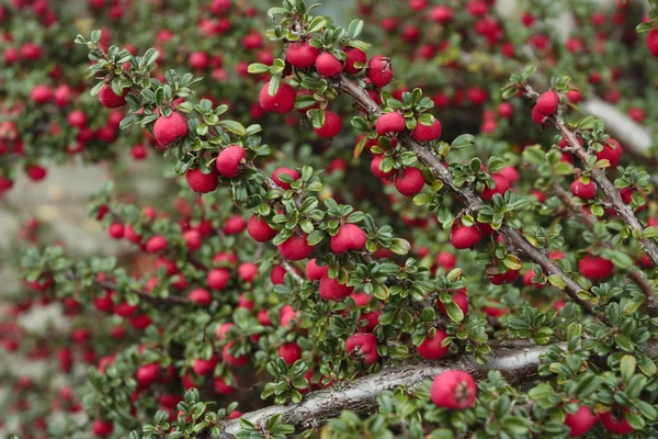 Czerwone jagody w okresie letnim — Zdjęcie stockowe