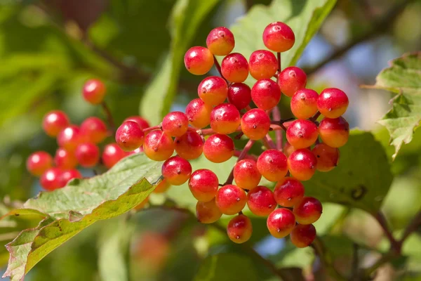 Red berries in summertime — Stock Photo, Image