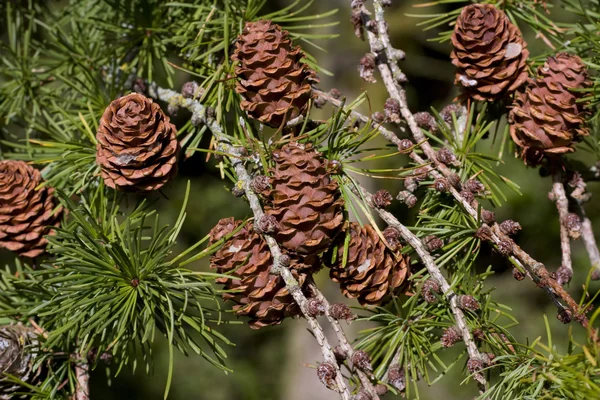 Δέντρο με pinecones — Φωτογραφία Αρχείου