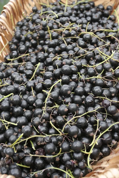 stock image Harvest of Black currants