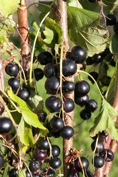 Black currants on branch — Stock Photo, Image