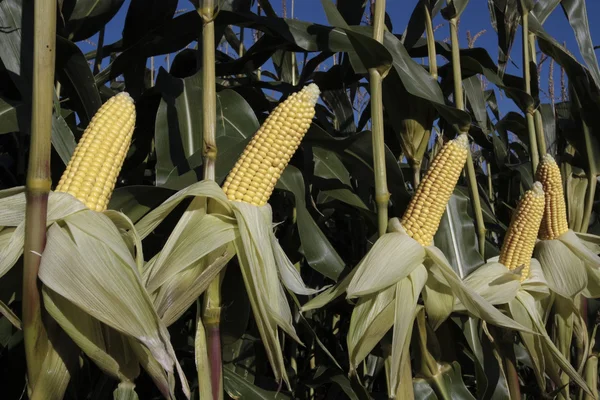 Érett kukorica a területen — Stock Fotó