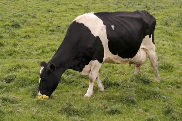 Vacche al pascolo in campo — Foto Stock