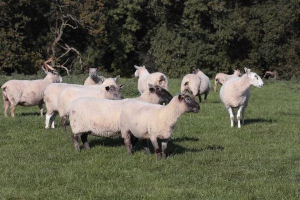 Pastoreio de ovinos no campo — Fotografia de Stock