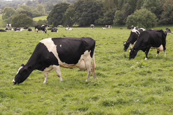 Koeien grazen in veld — Stockfoto