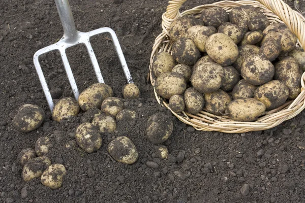 Čerstvě vykopané brambory — Stock fotografie