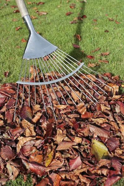 Autumn leaves and rake on lawn — Stock Photo, Image