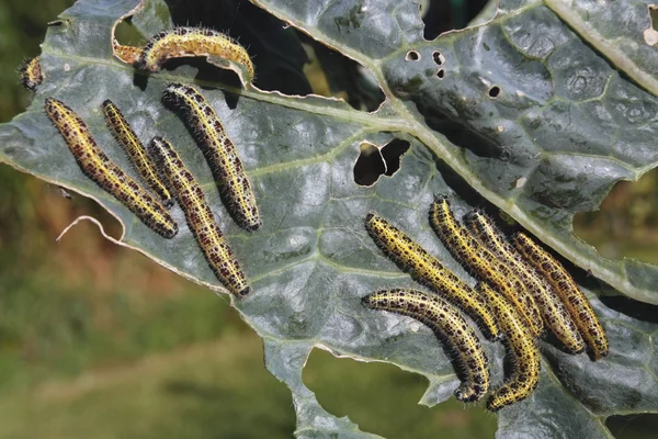 stock image Caterpillars eating vegetable leaf