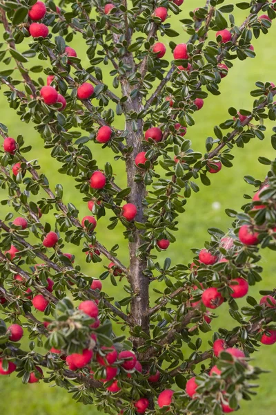 Червоні ягоди в літній час — стокове фото