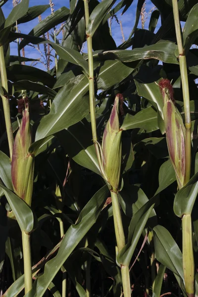 Cultivo de maíz maduro —  Fotos de Stock