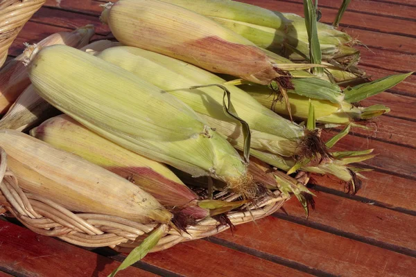 Primeros planos de mazorca de maíz madura —  Fotos de Stock
