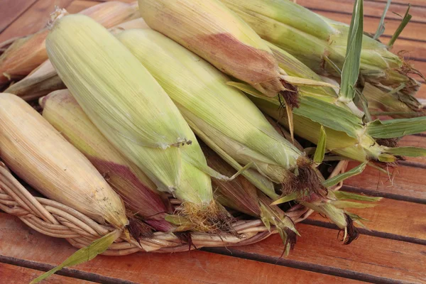 Ripe corn cob in autumn — Stock Photo, Image