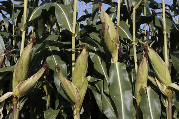 Ripe corn field — Stock Photo, Image