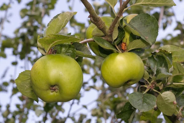 Ripe apples on tree — Stock Photo, Image