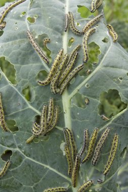 caterpillas haşere ile lahana yaprağı