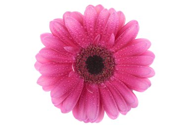 Pembe gerbera çiçeği beyaza izole edilmiş.