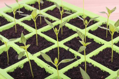 Vegetable seeds tray closeup over white clipart