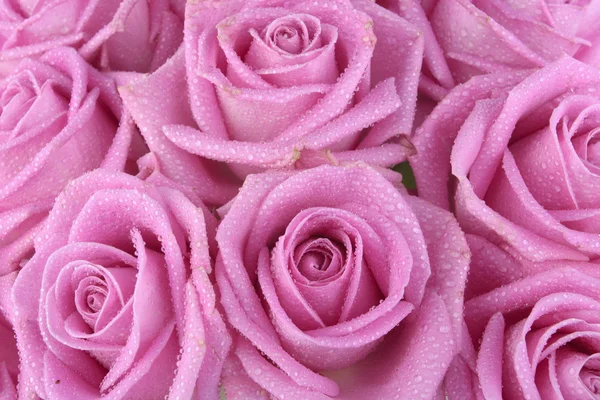 Ανθοδέσμη με ροζ τριαντάφυλλα πάνω από λευκό — Φωτογραφία Αρχείου