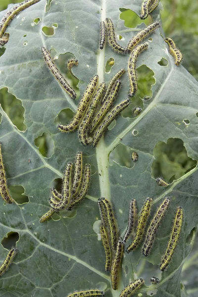 stock image Cabbage leaf with caterpillas pest