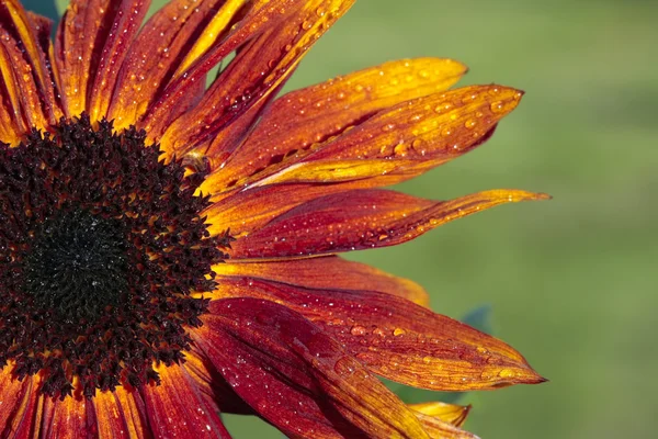 Sunflower stem bloom in summer — Stock Photo, Image