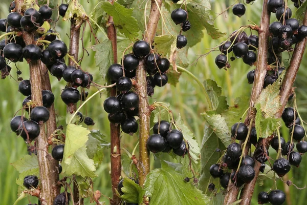 Ripe black currants on branch — Stock Photo, Image