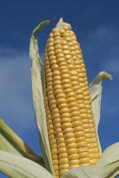 Dojrzałe kukurydzy cob zbliżenie w okresie letnim — Zdjęcie stockowe