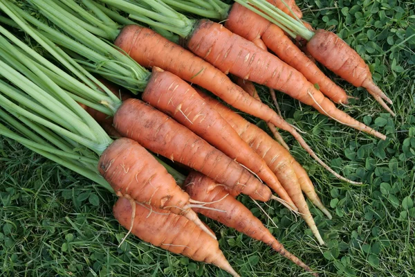 Freshly dug out organic carrots — Stock Photo, Image