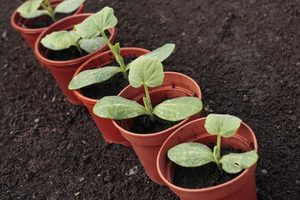 stock image Vegetable seedlings closeup in pots
